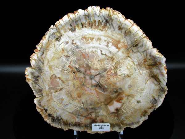 Genuine Triassic Age Araucaria Petrified Wood Fossils for Sale from Madagascar #43