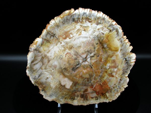 Genuine Triassic Age Araucaria Petrified Wood Fossils for Sale from Madagascar #43a