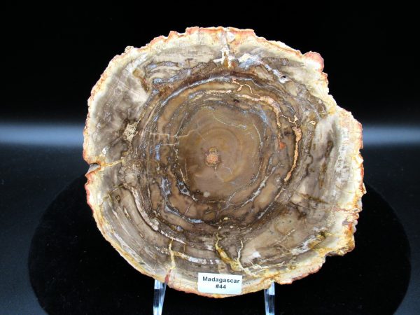 Genuine Triassic Age Araucaria Petrified Wood Fossils for Sale from Madagascar #44