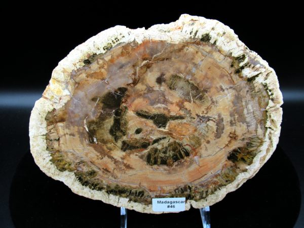 Genuine Triassic Age Araucaria Petrified Wood Fossils for Sale from Madagascar #46