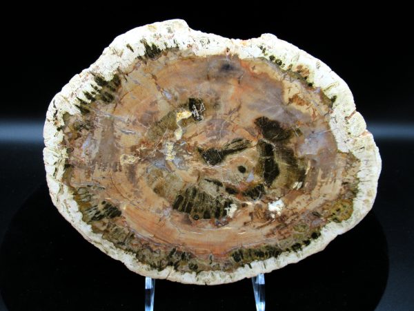 Genuine Triassic Age Araucaria Petrified Wood Fossils for Sale from Madagascar #46a