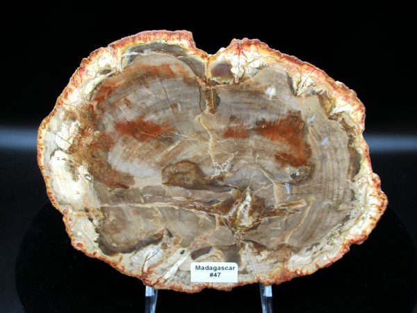 Genuine Triassic Age Araucaria Petrified Wood Fossils for Sale from Madagascar #47