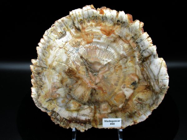 Genuine Triassic Age Araucaria Petrified Wood Fossils for Sale from Madagascar #48