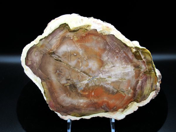 Genuine Triassic Age Araucaria Petrified Wood Fossils for Sale from Madagascar #49a