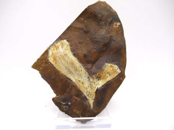 Genuine Paleocene Ginko Leaf Fossil for Sale from N. Dakota #64