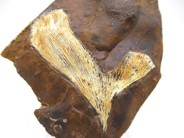 Genuine Paleocene Ginko Leaf Fossil for Sale from N. Dakota #64a