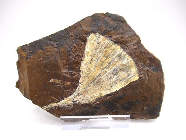 Genuine Paleocene Ginko Leaf Fossil for Sale from N. Dakota #65