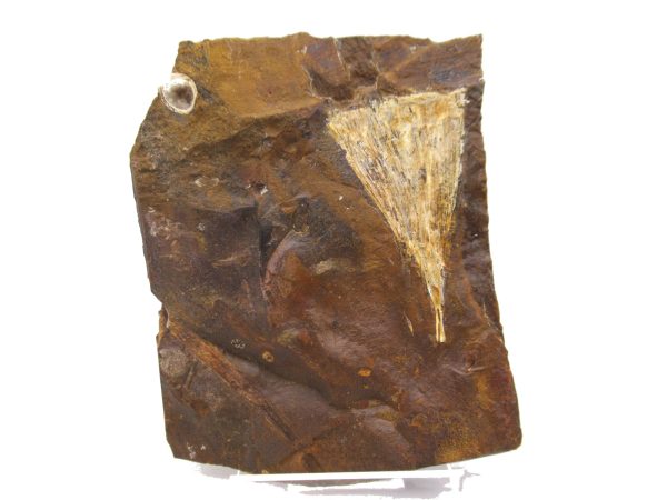 Genuine Paleocene Ginko Leaf Fossil for Sale from N. Dakota #66