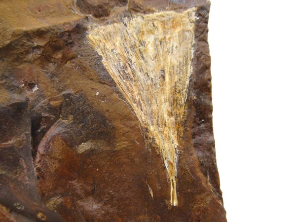 Genuine Paleocene Ginko Leaf Fossil for Sale from N. Dakota #66a