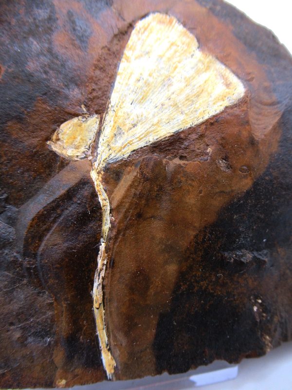 Genuine Paleocene Ginko Leaf Fossil for Sale from N. Dakota #69a