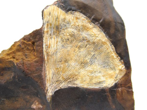 Genuine Paleocene Ginko Leaf Fossil for Sale from N. Dakota #72a