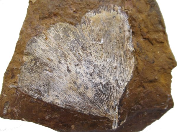 Genuine Paleocene Ginko Leaf Fossil for Sale from N. Dakota #74a