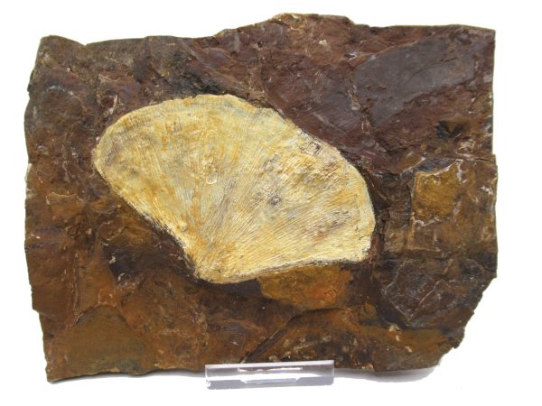 Genuine Paleocene Ginko Leaf Fossil for Sale from N. Dakota #76