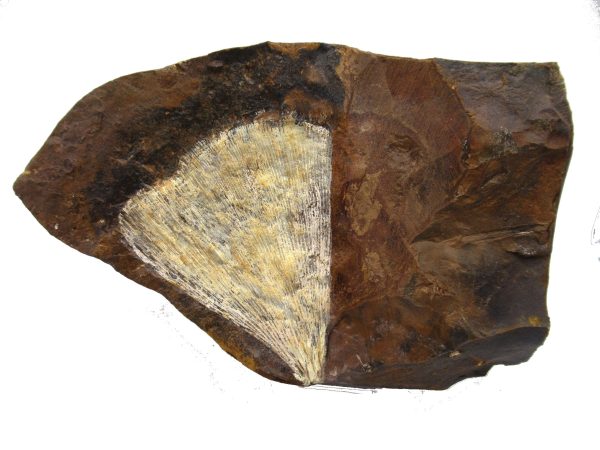 Genuine Paleocene Ginko Leaf Fossil for Sale from N. Dakota #77