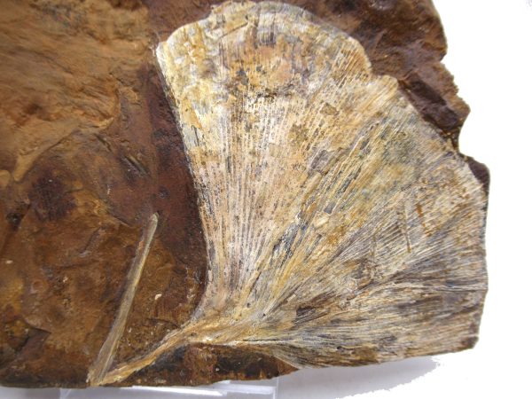 Genuine Paleocene Ginko Leaf Fossil for Sale from N. Dakota #78a