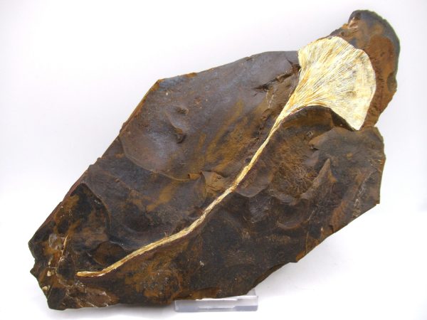 Genuine Paleocene Ginko Leaf Fossil for Sale from N. Dakota #82