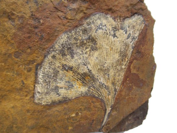 Genuine Paleocene Ginko Leaf Fossil for Sale from N. Dakota #83a