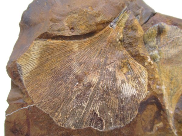 Genuine Paleocene Ginko Leaf Fossil for Sale from N. Dakota #86a