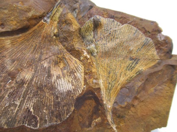 Genuine Paleocene Ginko Leaf Fossil for Sale from N. Dakota #86b