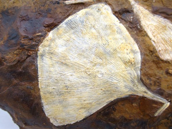 Genuine Paleocene Age Ginko Leaf Fossil for Sale from N. Dakota #88a