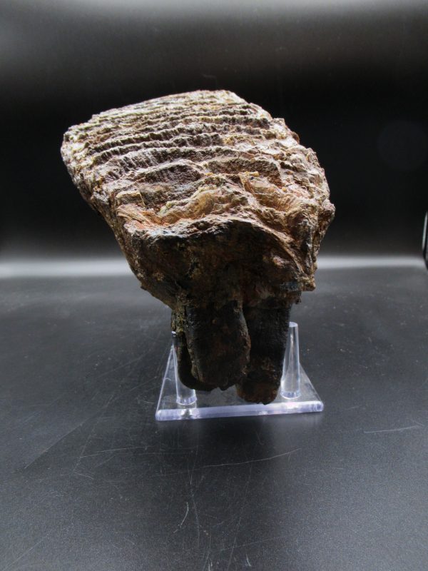 Genuine Pleistocene Age Woolly Mammoth Tooth Fossils for Sale from Alaska #10b