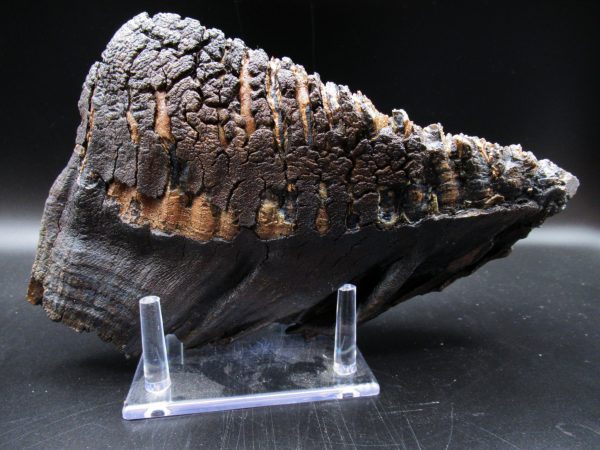 Genuine Pleistocene Age Woolly Mammoth Tooth Fossils for Sale from Alaska #11d