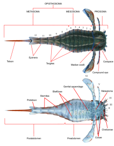 Eurypterid