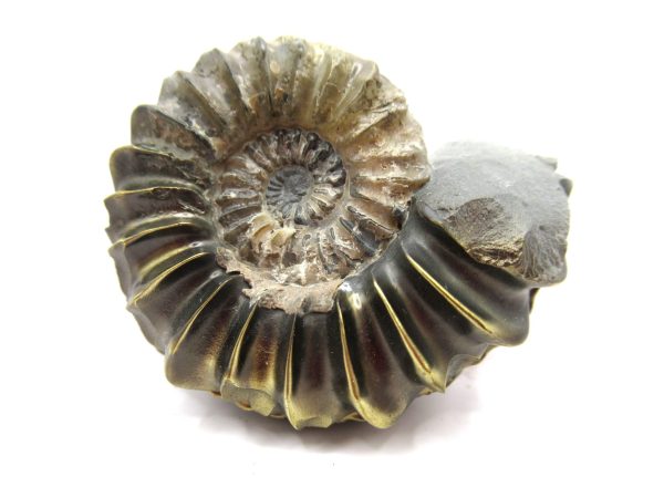 General Jurassic Age Pleuroceras Ammonite Fossils From Germany For Sale #15