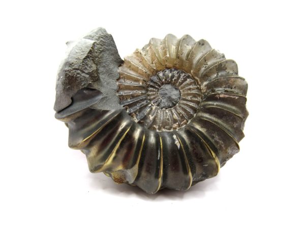 General Jurassic Age Pleuroceras Ammonite Fossils From Germany For Sale #15a