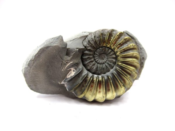 General Jurassic Age Pleuroceras Ammonite Fossils From Germany For Sale #16