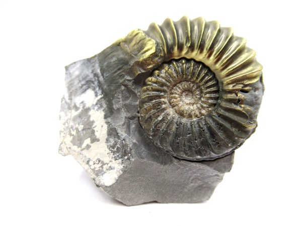 General Jurassic Age Pleuroceras Ammonite Fossils From Germany For Sale #18