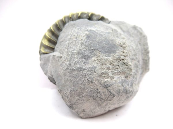 General Jurassic Age Pleuroceras Ammonite Fossils From Germany For Sale #18a