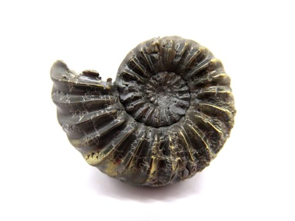 General Jurassic Age Pleuroceras Ammonite Fossils From Germany For Sale #20