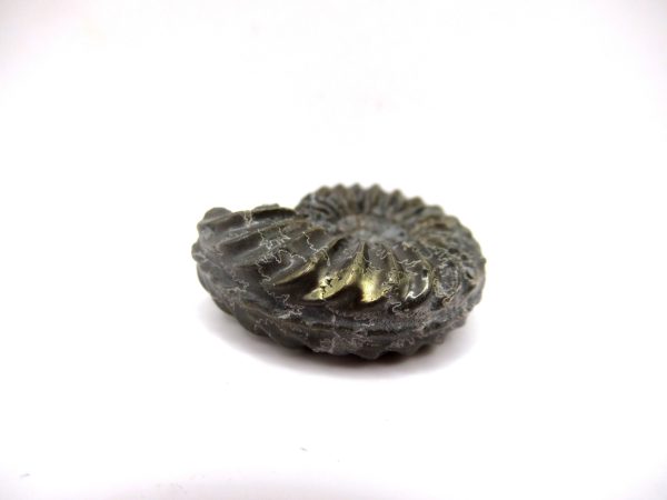 General Jurassic Age Pleuroceras Ammonite Fossils From Germany For Sale #20b