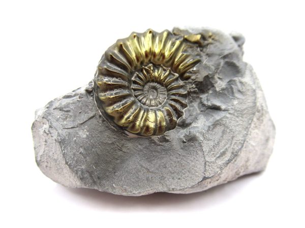 General Jurassic Age Pleuroceras Ammonite Fossils From Germany For Sale #21