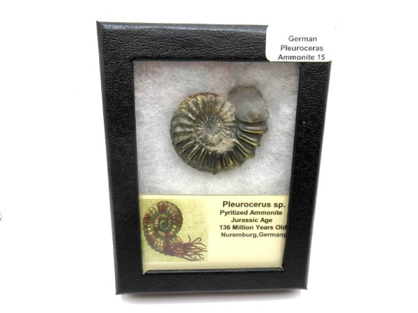 General Jurassic Age Pleuroceras Ammonite Fossils From Germany For Sale #15