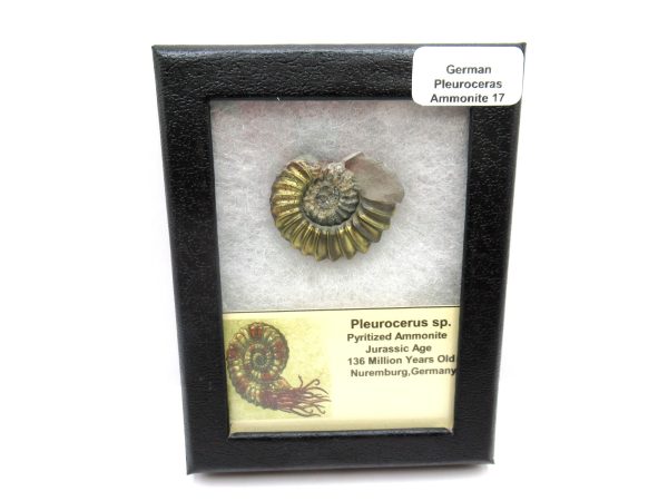 General Jurassic Age Pleuroceras Ammonite Fossils From Germany For Sale #17