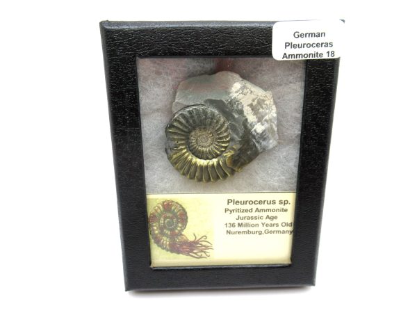 General Jurassic Age Pleuroceras Ammonite Fossils From Germany For Sale #18