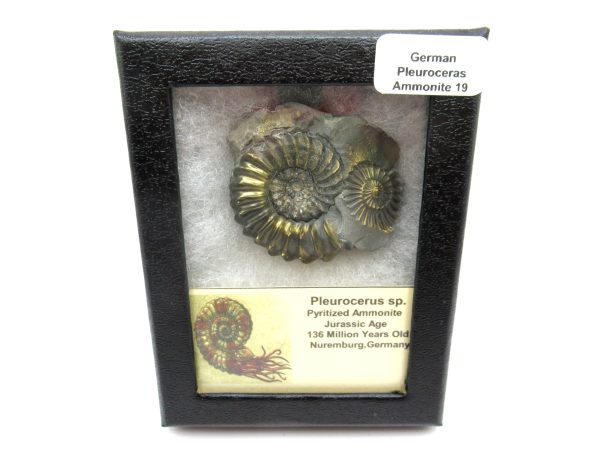 General Jurassic Age Pleuroceras Ammonite Fossils From Germany For Sale #19