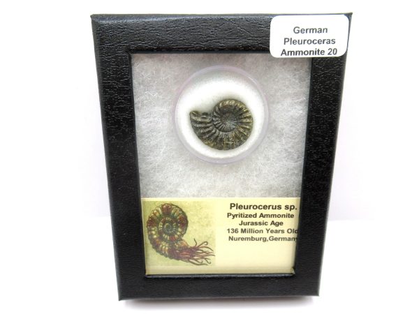 General Jurassic Age Pleuroceras Ammonite Fossils From Germany For Sale #20