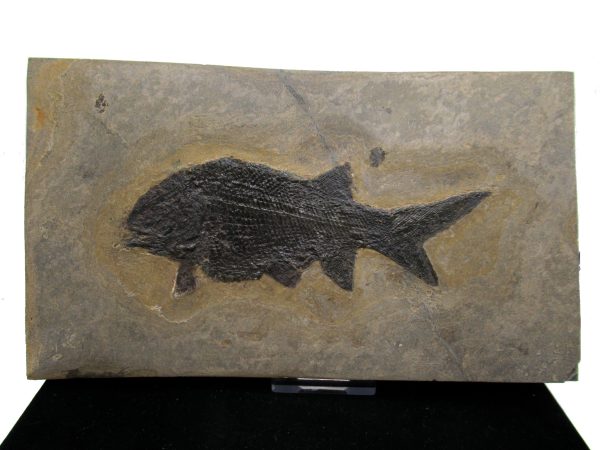 General Permian Age Paramblypterus Fish Fossils From Germany #6