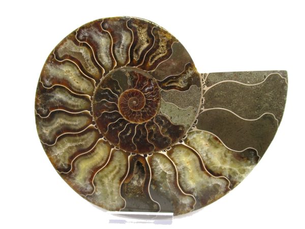 General Cretaceous Age Ammonite Pair Fossils From Madagascar For Sale #46