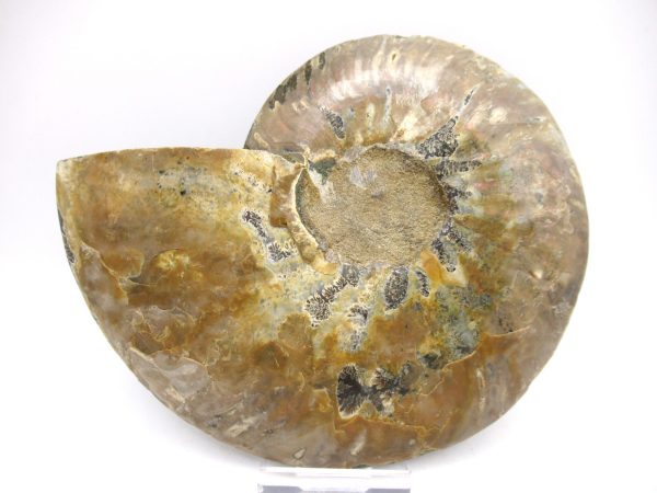 General Cretaceous Age Ammonite Pair Fossils From Madagascar For Sale #46a