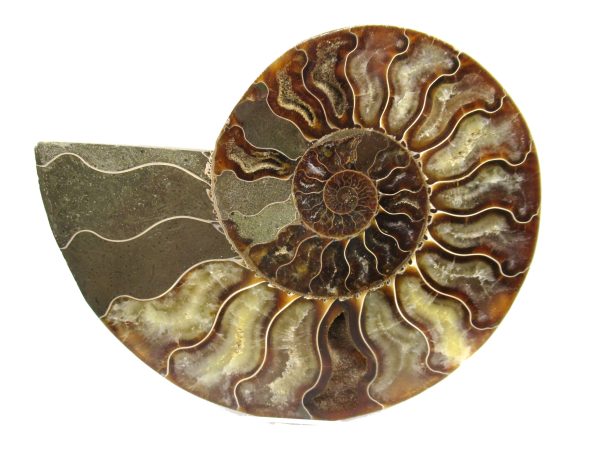 General Cretaceous Age Ammonite Pair Fossils From Madagascar For Sale #46b