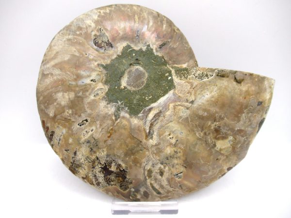 General Cretaceous Age Ammonite Pair Fossils From Madagascar For Sale #46c