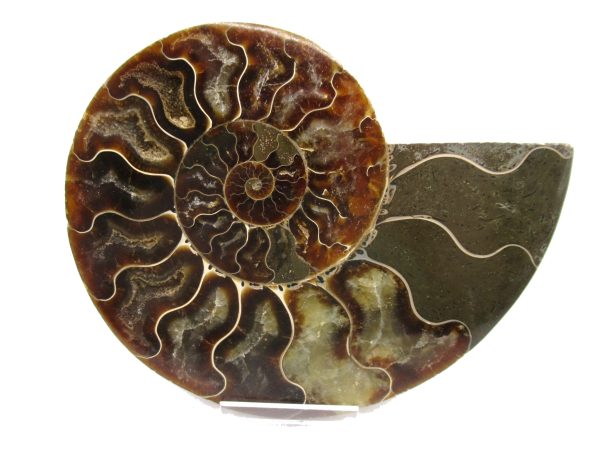 General Cretaceous Age Ammonite Pair Fossils From Madagascar For Sale #51