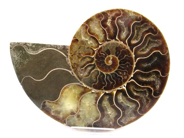 General Cretaceous Age Ammonite Pair Fossils From Madagascar For Sale #51b