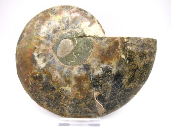 General Cretaceous Age Ammonite Pair Fossils From Madagascar For Sale #51c