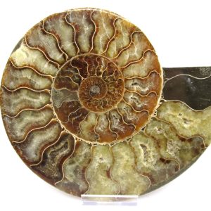 General Cretaceous Age Ammonite Pair Fossils From Madagascar For Sale #52