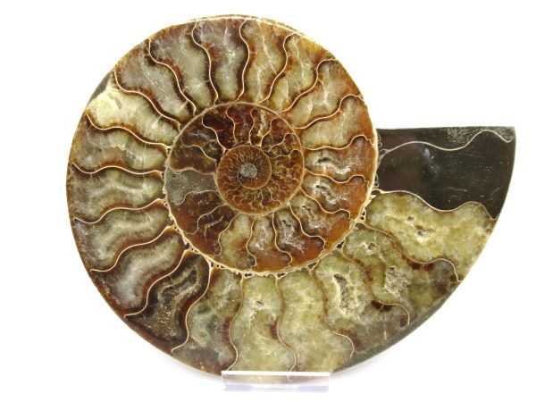 General Cretaceous Age Ammonite Pair Fossils From Madagascar For Sale #52